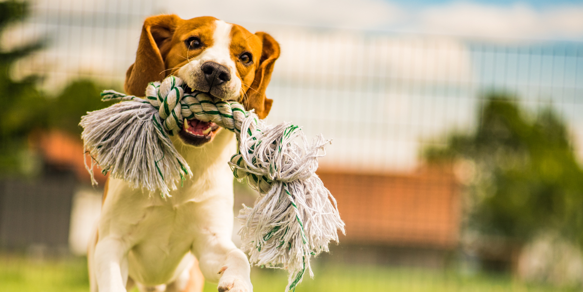 The Behavioural Science Behind Canine Hand-Licking: Insights and Responses