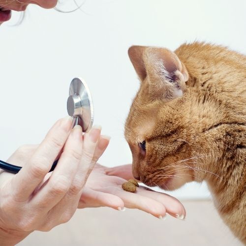 a cat is being examined by a veterinarian with a stethoscope