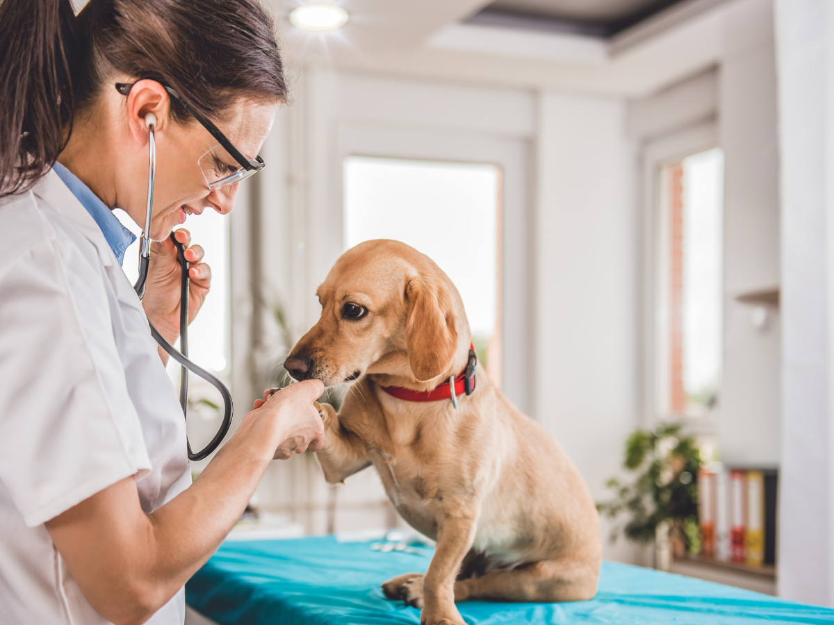 Veterinarian listening to a tan dog's heartbeat with a stethoscope in a clinic. The dog is sitting and giving its paw.