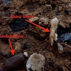 Close-up of soil with a sharp stone and rounded stone labeled with arrows.