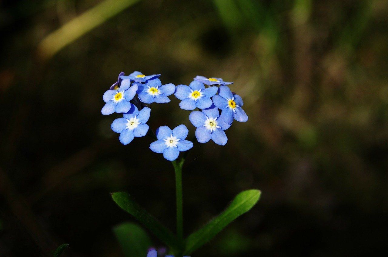 flower shaped forget me nots