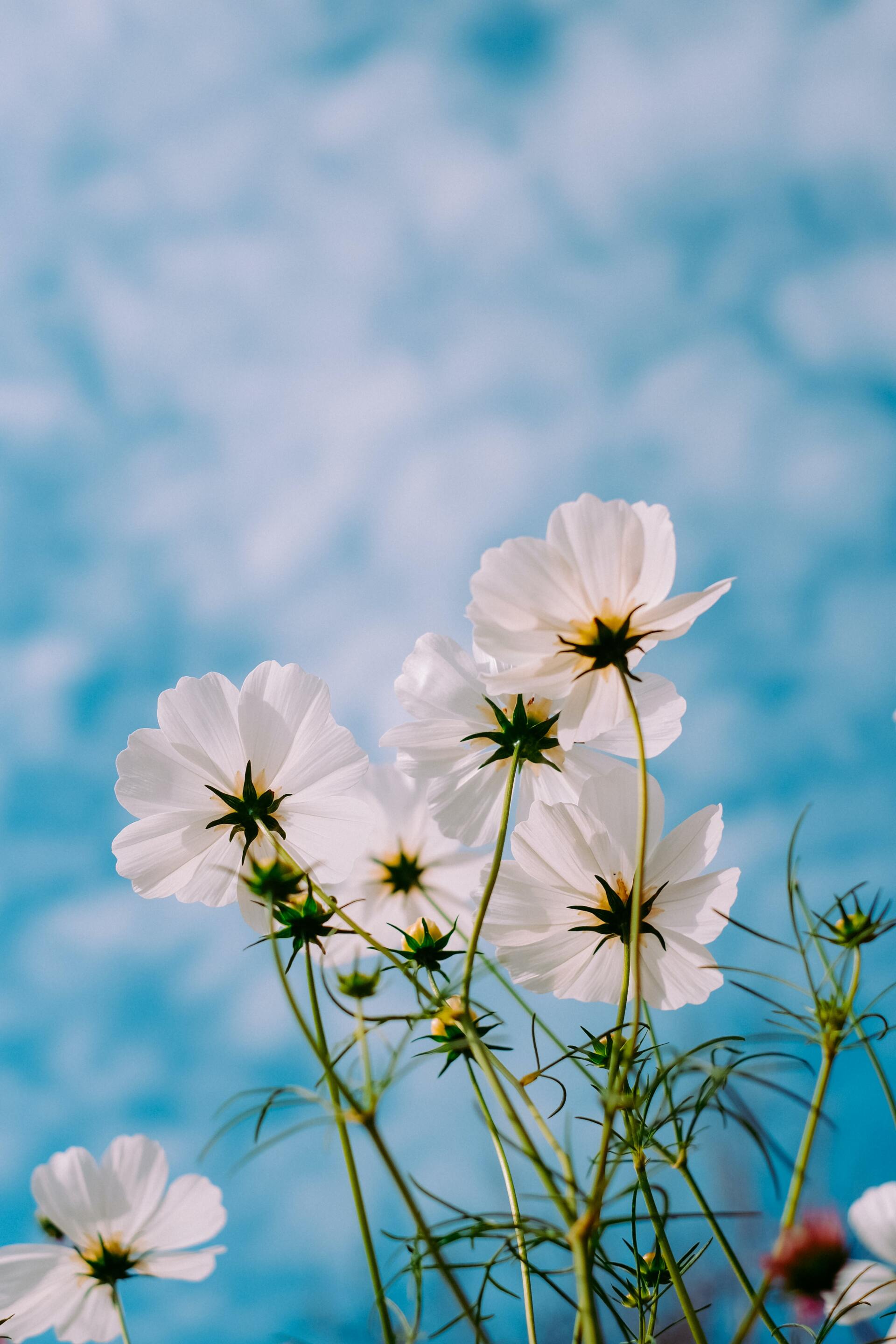 White flowers reaching towards blue sky with gentle clouds