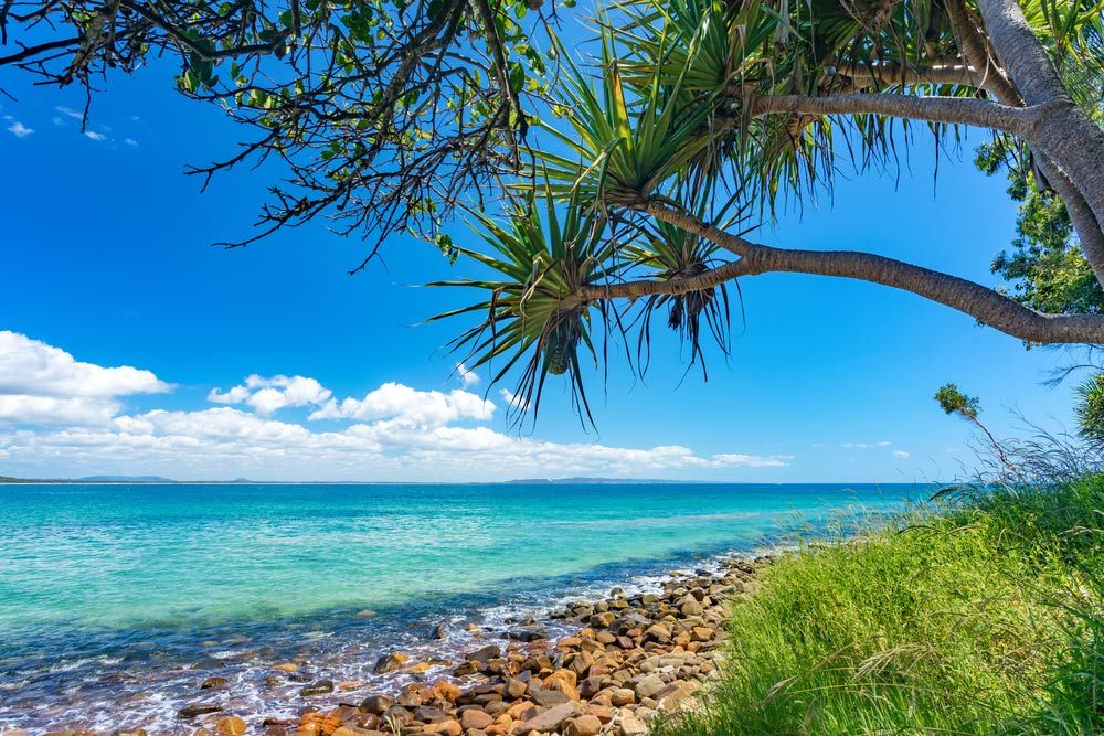 A Tree Is Hanging Over a Rocky Beach Next to The Ocean — CK's Milling & Earthworks in Noosa Heads, QLD
