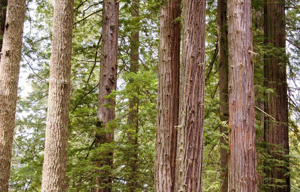 A Row of Tall Trees in A Forest with Green Leaves — CK's Milling & Earthworks in Bauple, QLD