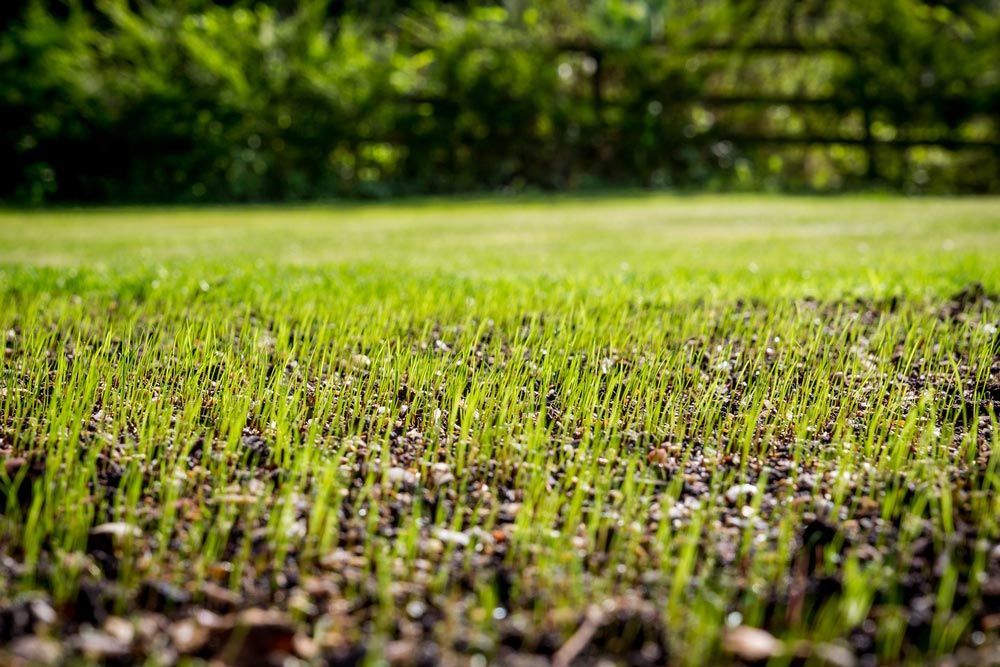 A Close up Of a Lush Green Lawn with A Fence in The Background — CK's Milling & Earthworks in Tiaro, QLD