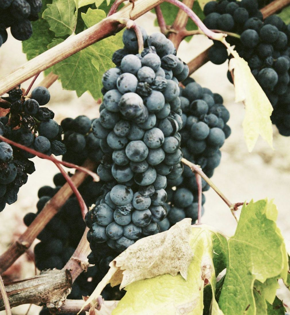 photo of a grapes-