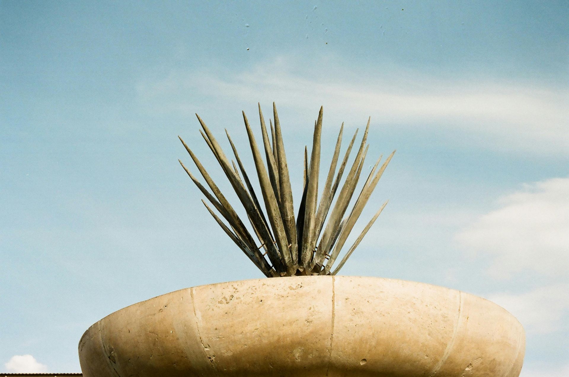 photo of a tropical plant in planter