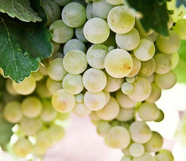 photo of grapes for white wine 