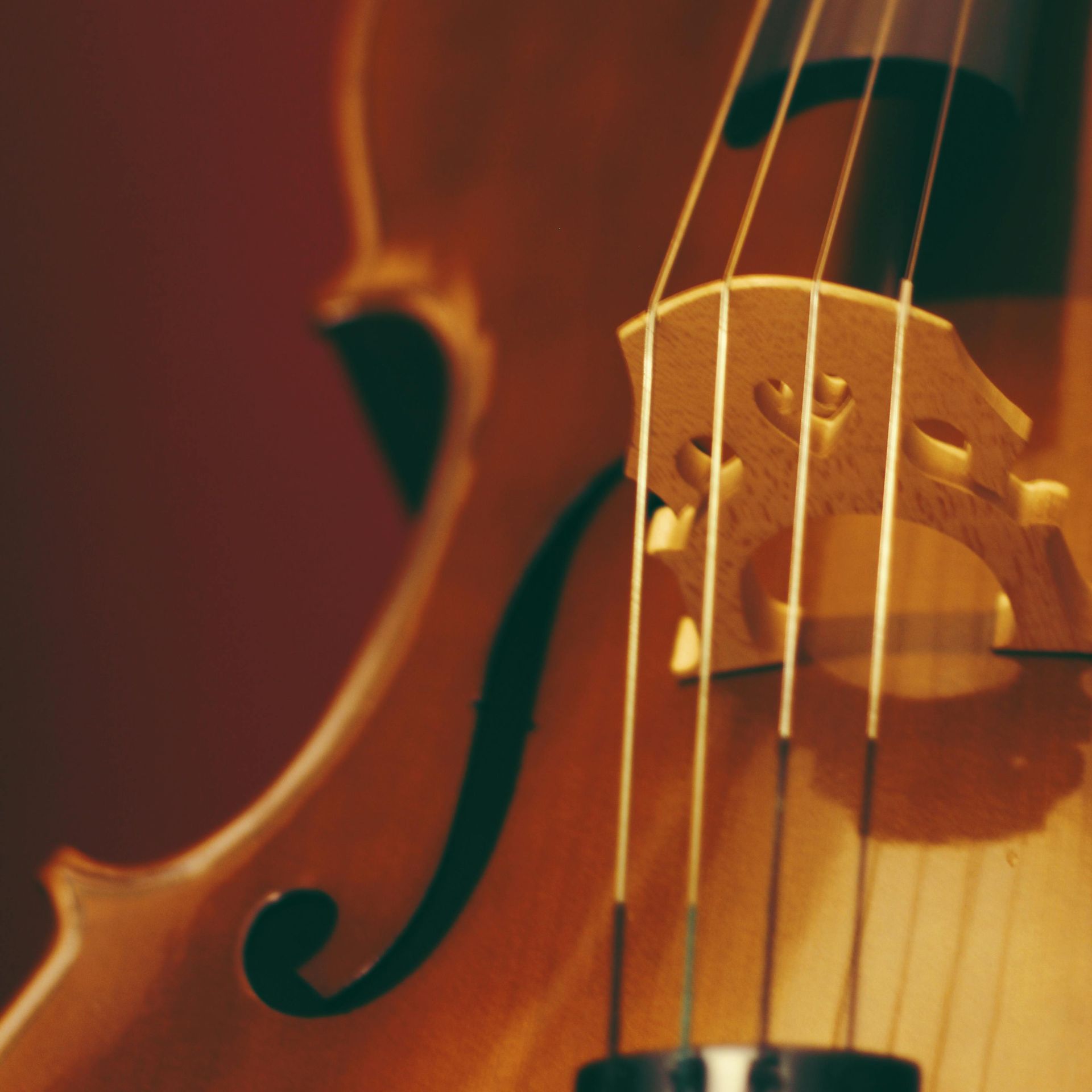 A close up of a violin with a bow and strings