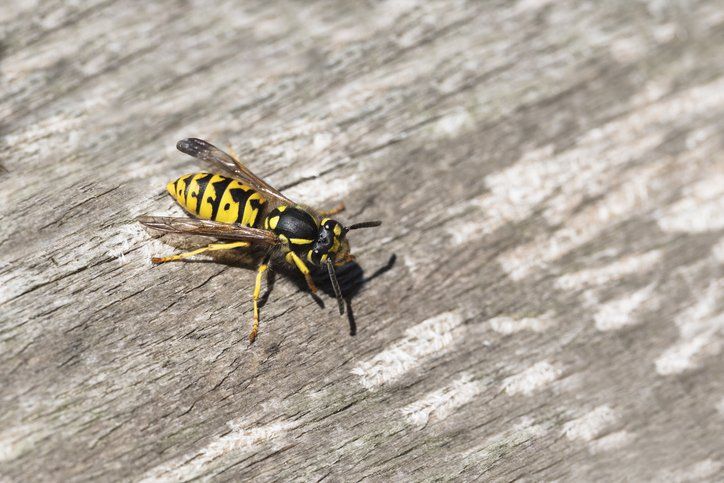 Yellow jacket wasp — Piscataway, NJ — Drone Termite & Pest Control