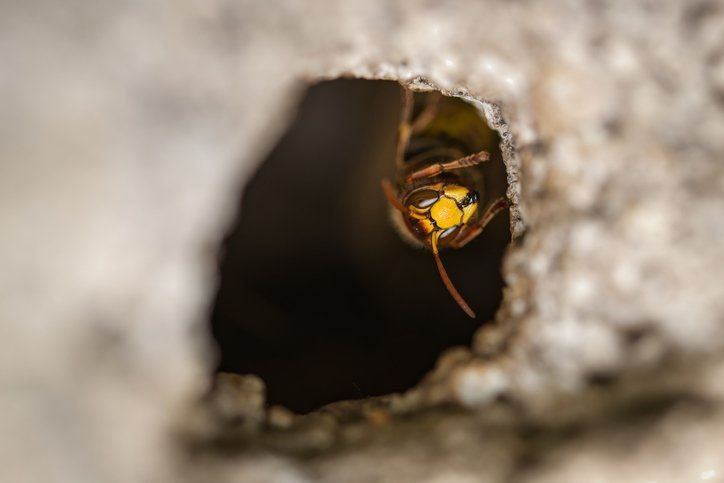 Ground bee — Piscataway, NJ — Drone Termite & Pest Control