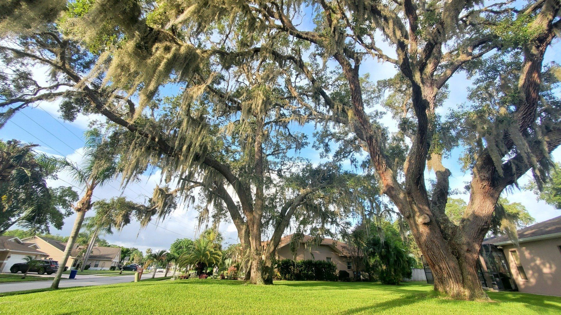 There are many trees in the middle of a lush green field.