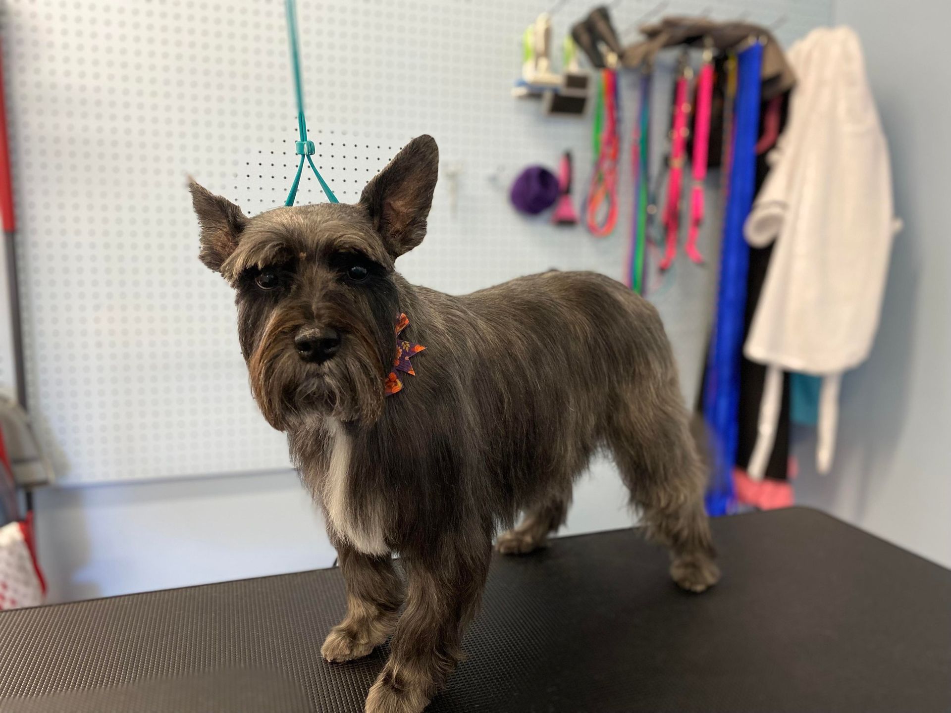 A small dog is standing on a table in a room.