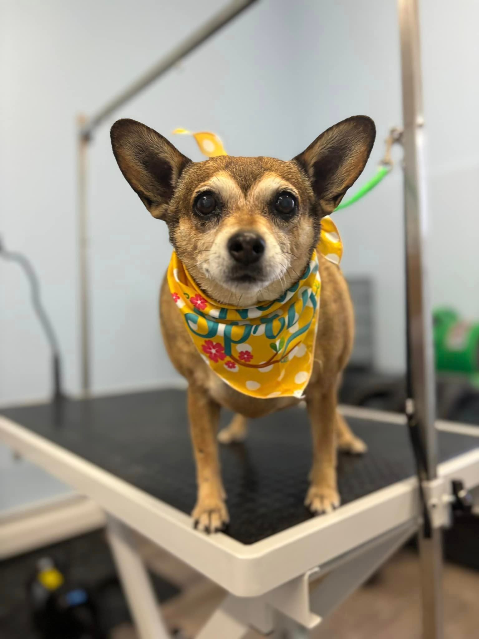 A small brown dog wearing a yellow bandana is standing on a grooming table.