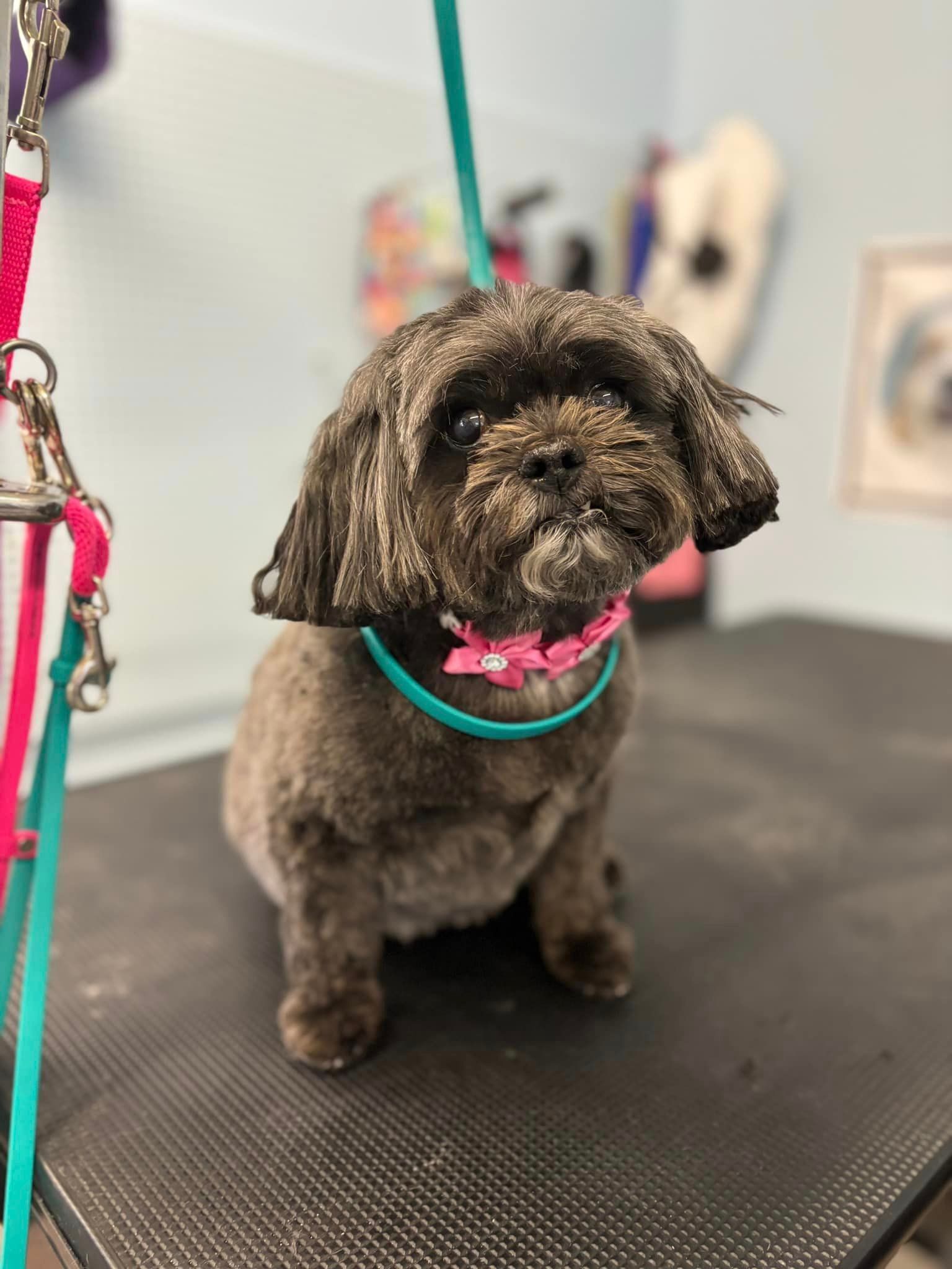 A small brown dog wearing a pink collar is sitting on a table.