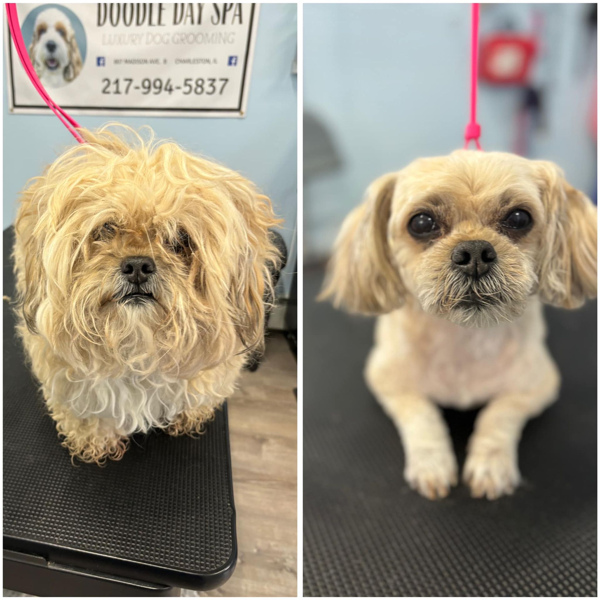 A before and after picture of a dog at the doodle day spa
