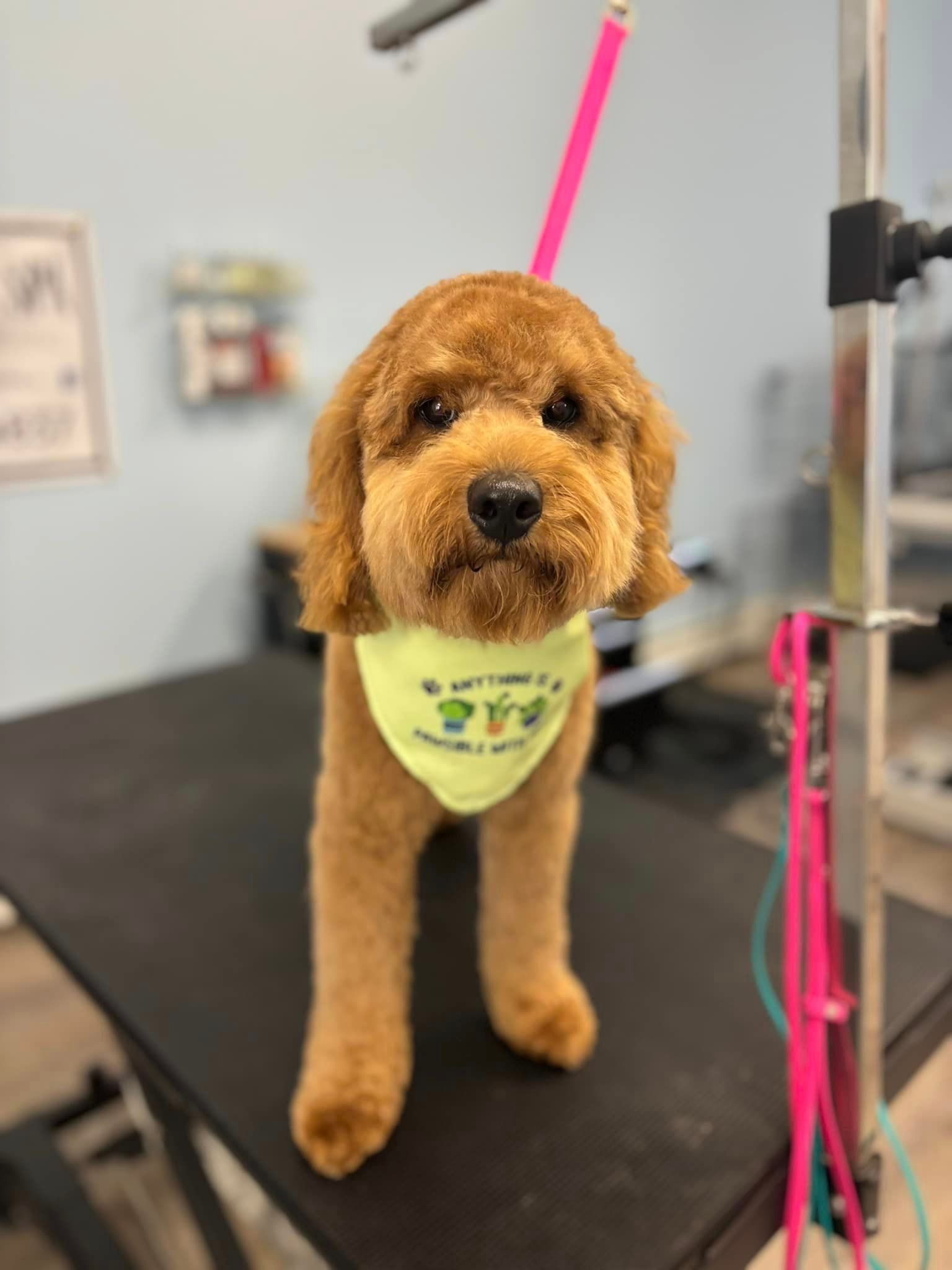 A small brown dog wearing a yellow bandana is standing on a table.