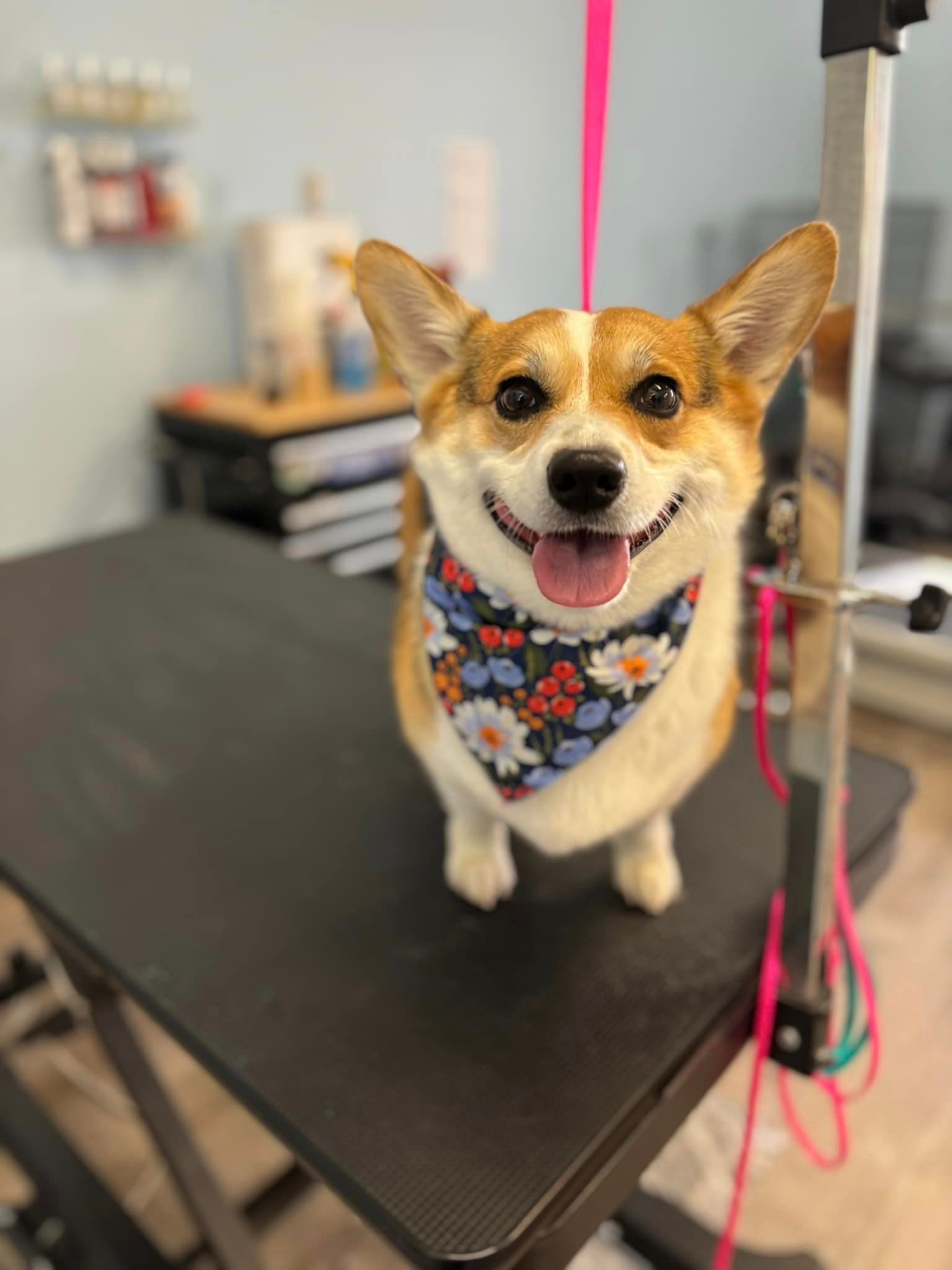 A small dog wearing a bandana is sitting on a grooming table.