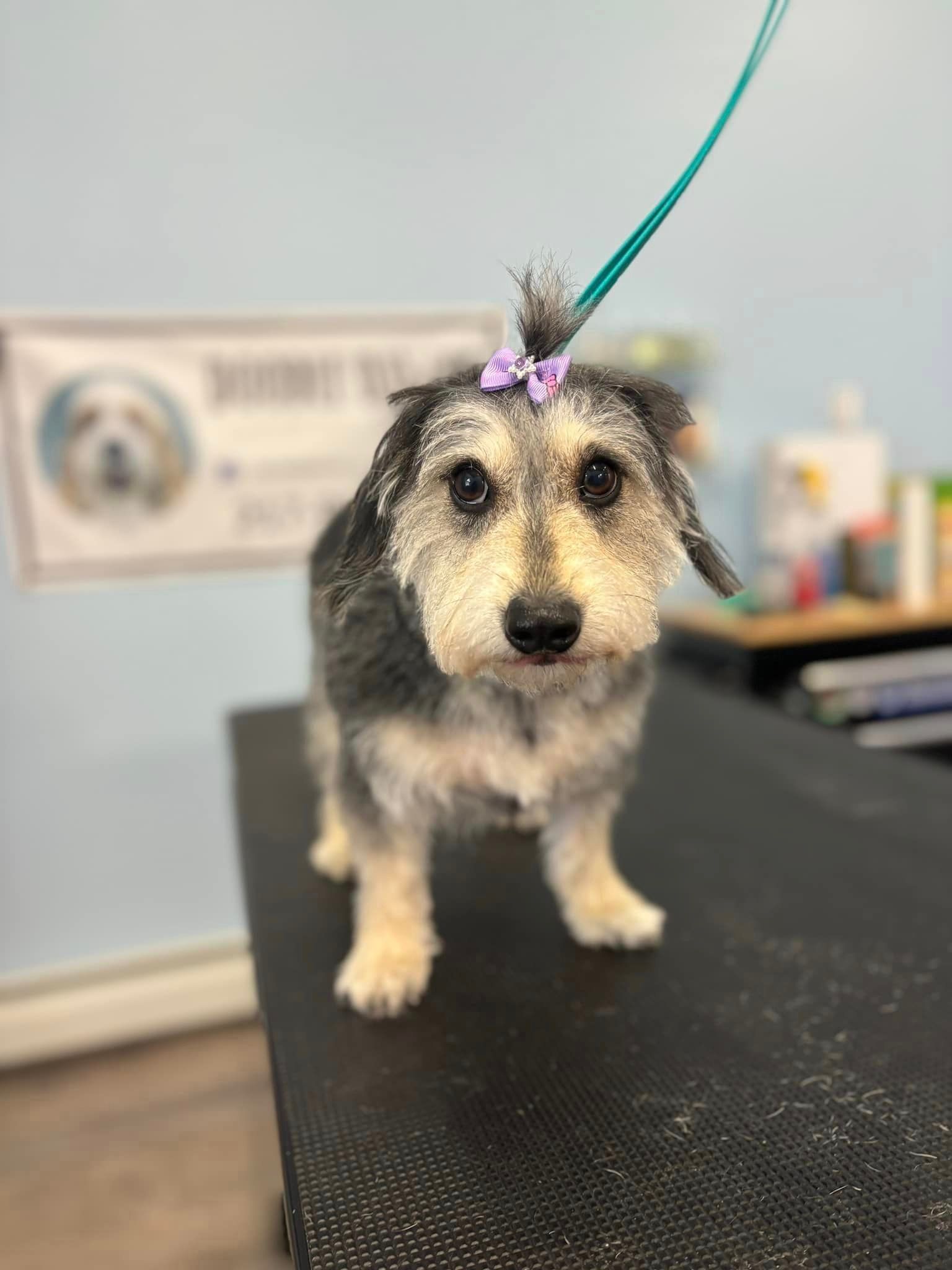 A small dog with a bow on its head is standing on a table.