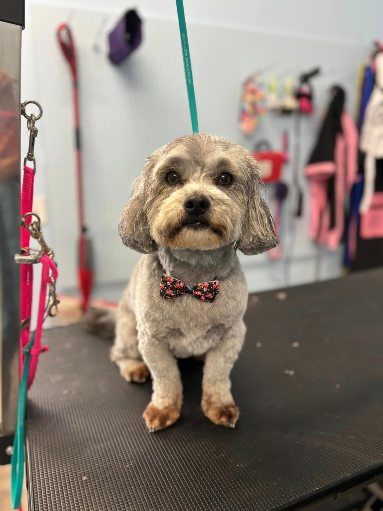 A small dog wearing a bow tie is sitting on a table.