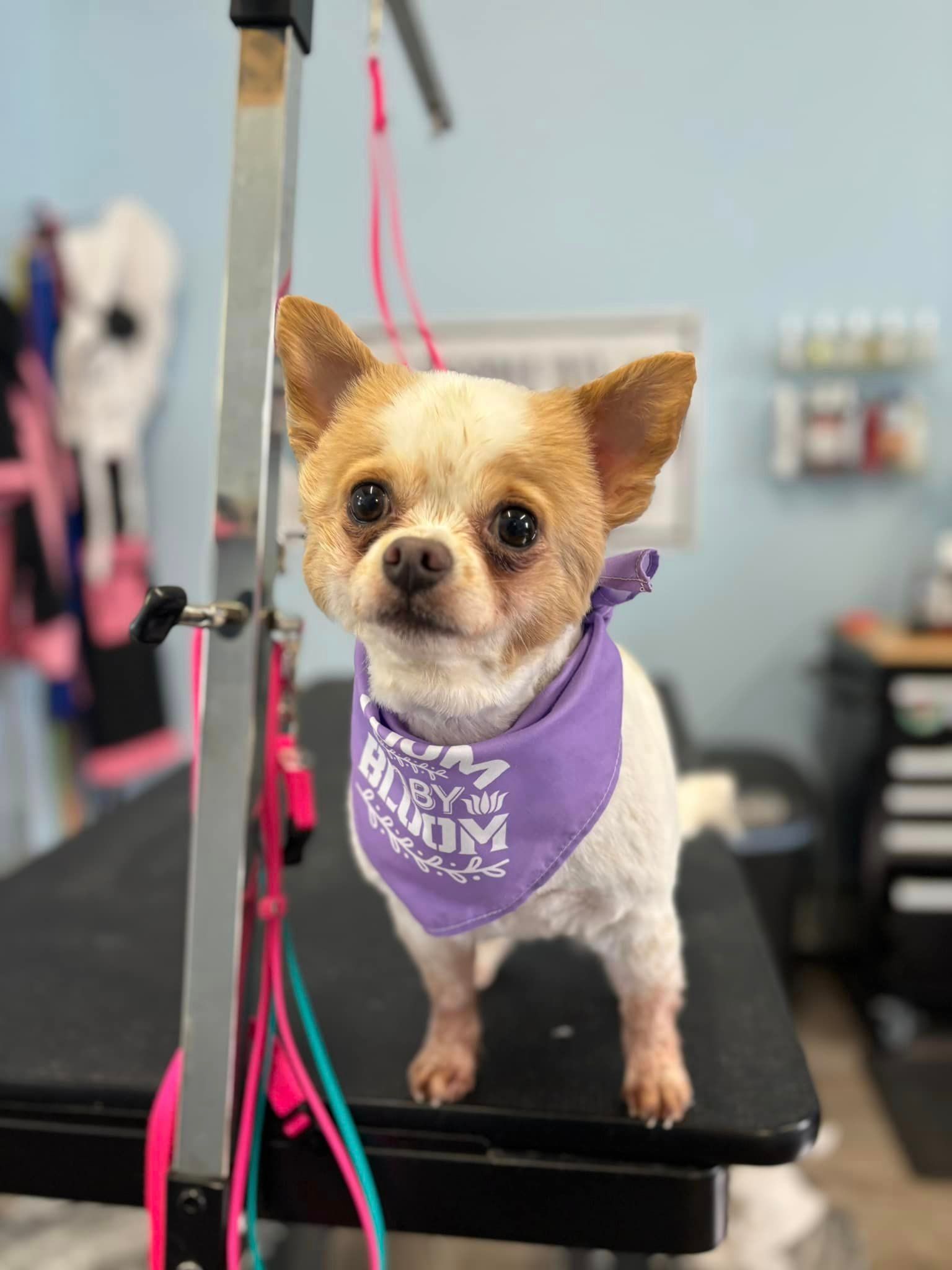 A small chihuahua wearing a purple bandana is standing on a table.