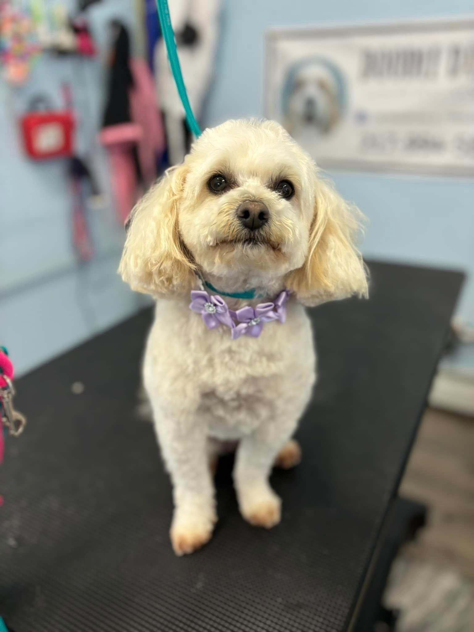 A small white dog with a purple collar is standing on a table.
