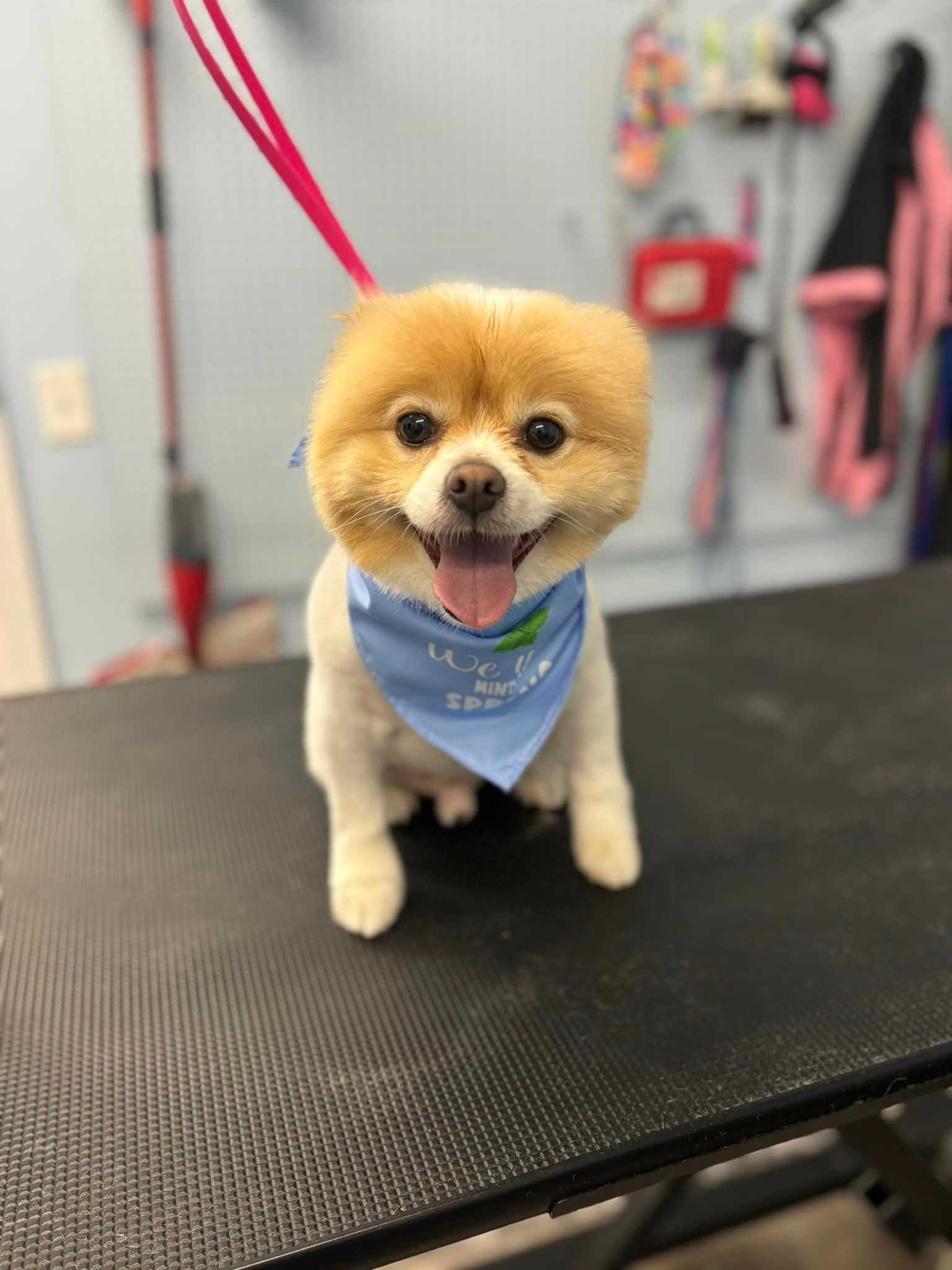 A small dog wearing a bandana is sitting on a table.