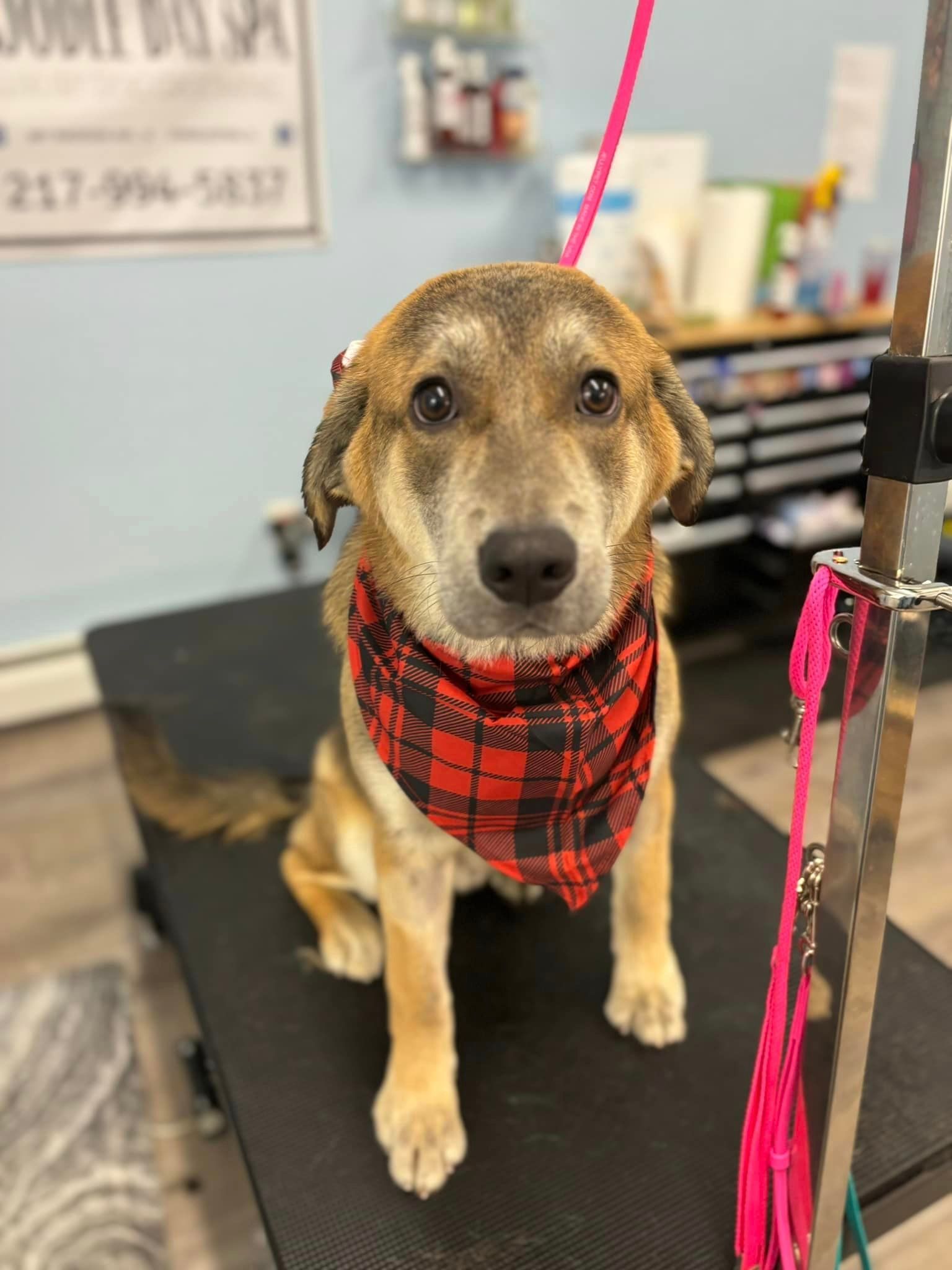 A dog wearing a plaid bandana is sitting on a grooming table.
