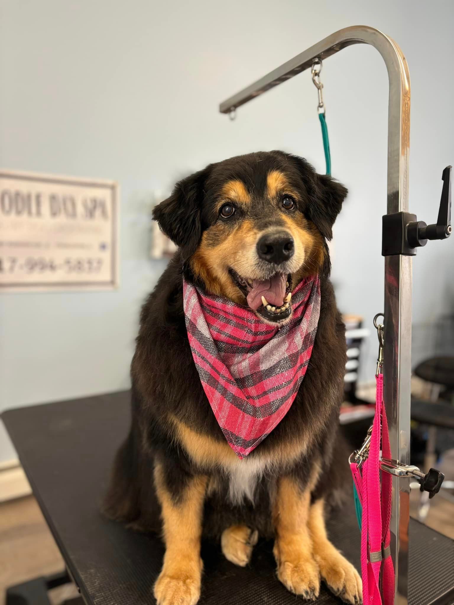A dog wearing a pink bandana is sitting on a grooming table.
