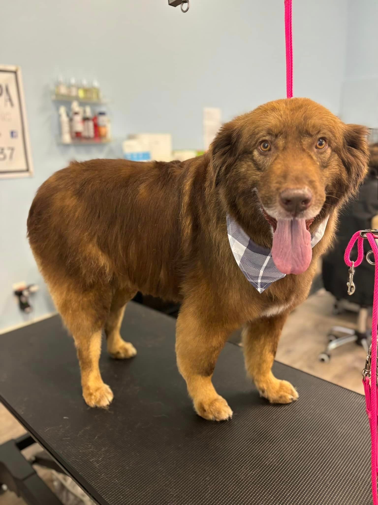 A brown dog wearing a bandana is standing on a grooming table.