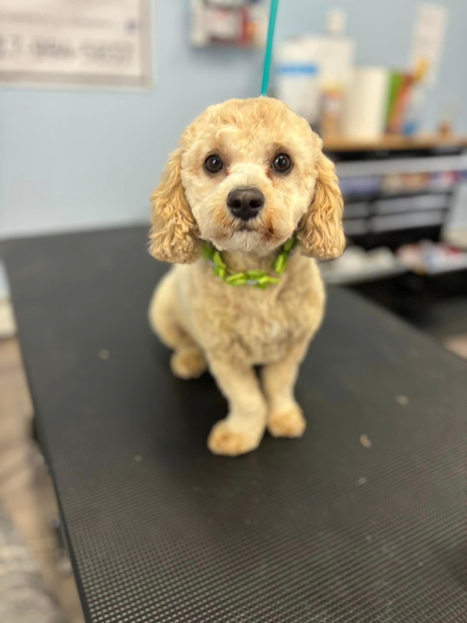 A small dog is sitting on top of a black table.