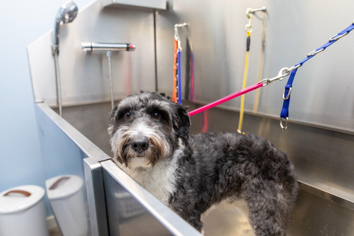 A person is washing a dog with soap and water in a bathtub.