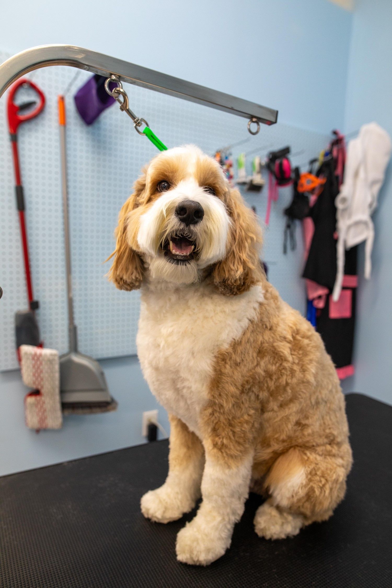 A pomeranian dog is being groomed with a comb and scissors