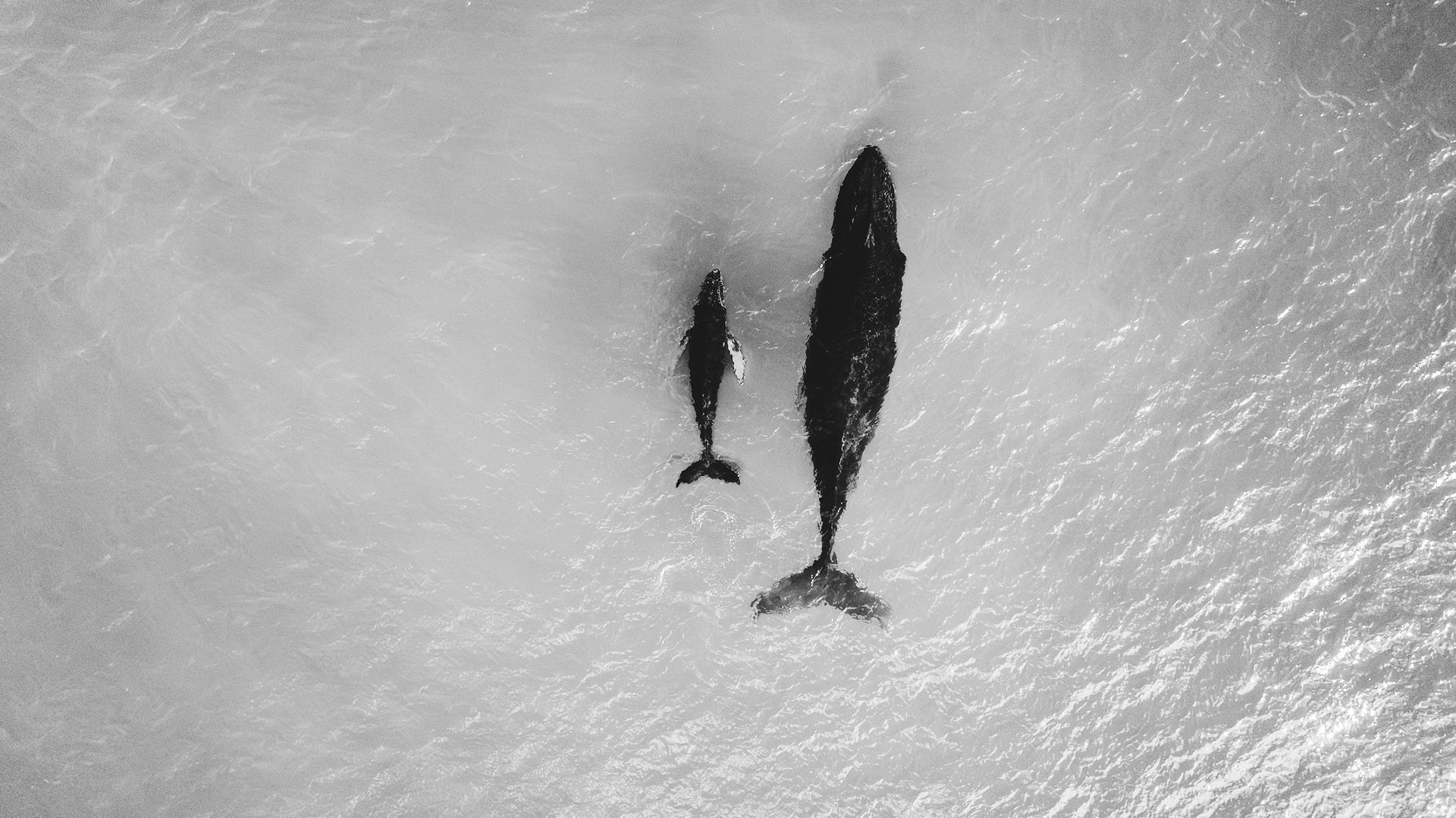 An aerial view of a whale and its calf swimming in the sunlit, shimmering blue water of the ocean.