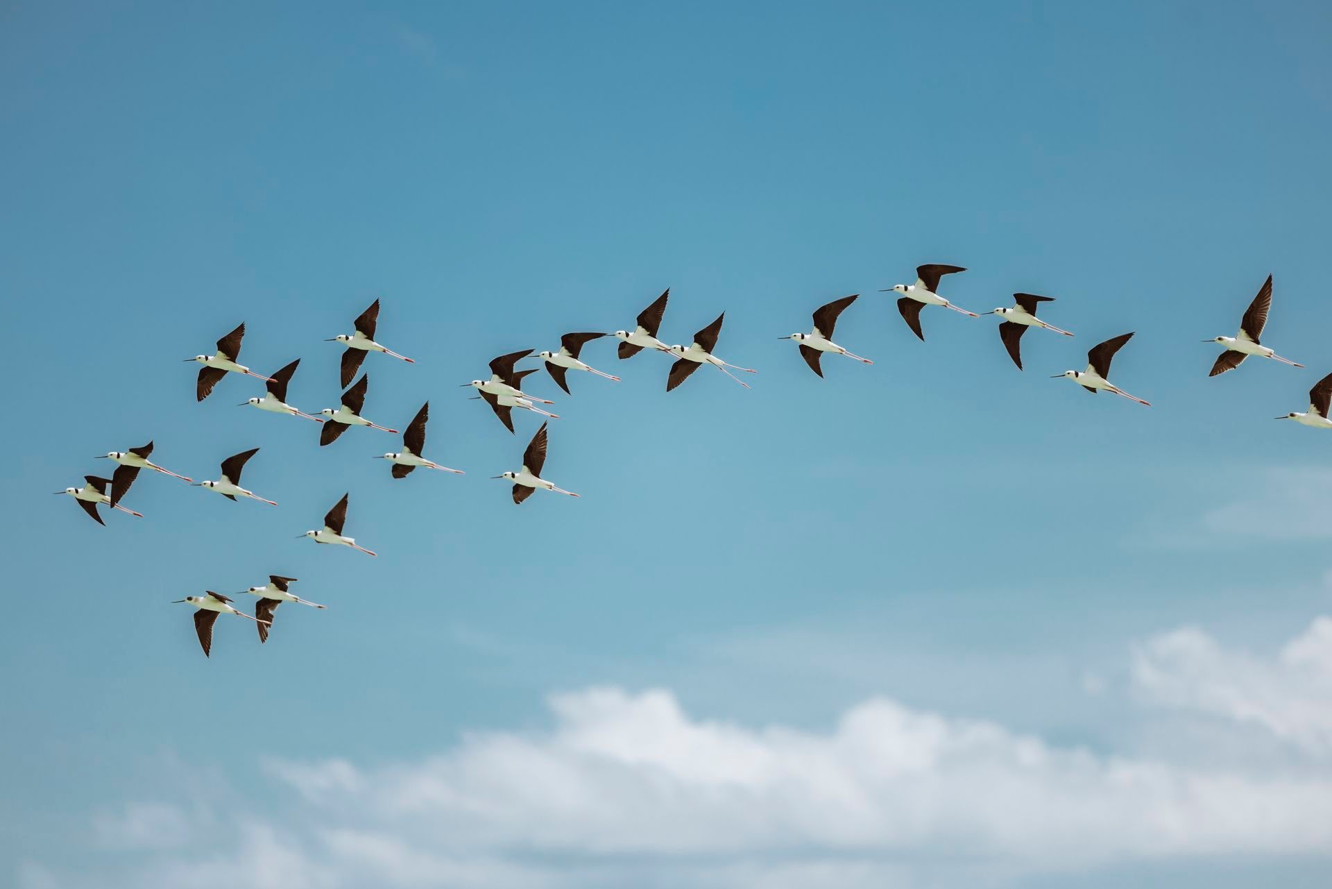 A flock of dark-winged birds flying in a V-formation against a clear blue sky with light clouds below.