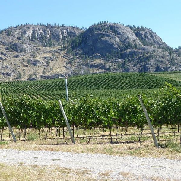 Vineyard Penticton Irrigation