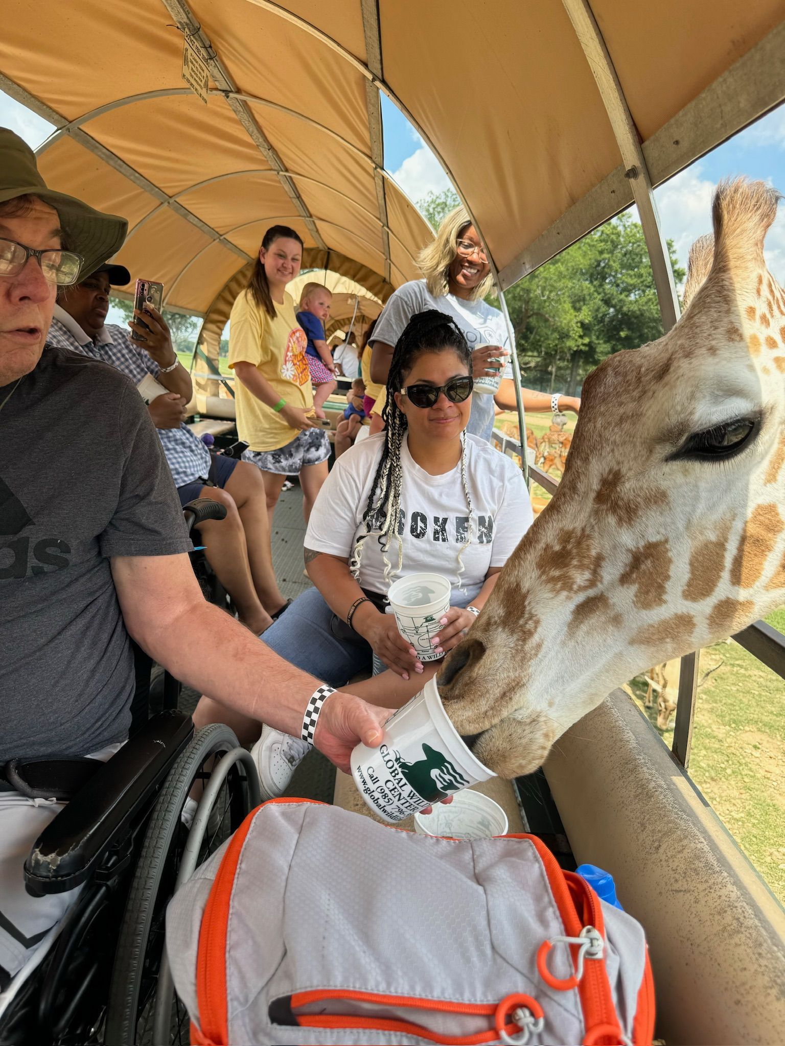 A man in a wheelchair is feeding a giraffe on a safari.