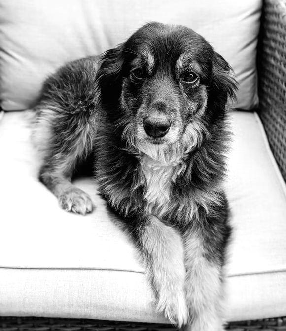 A black and white photo of a dog laying on a couch.