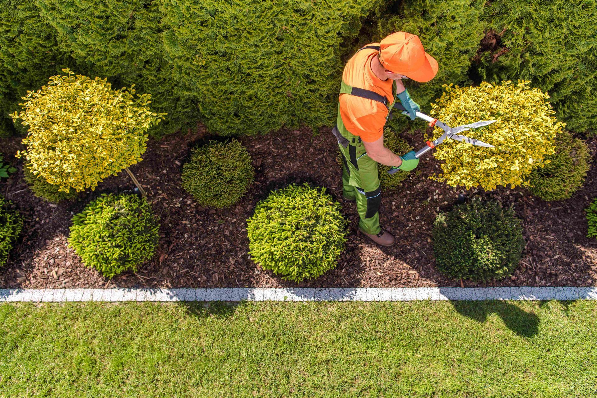 Man trimming the hedges