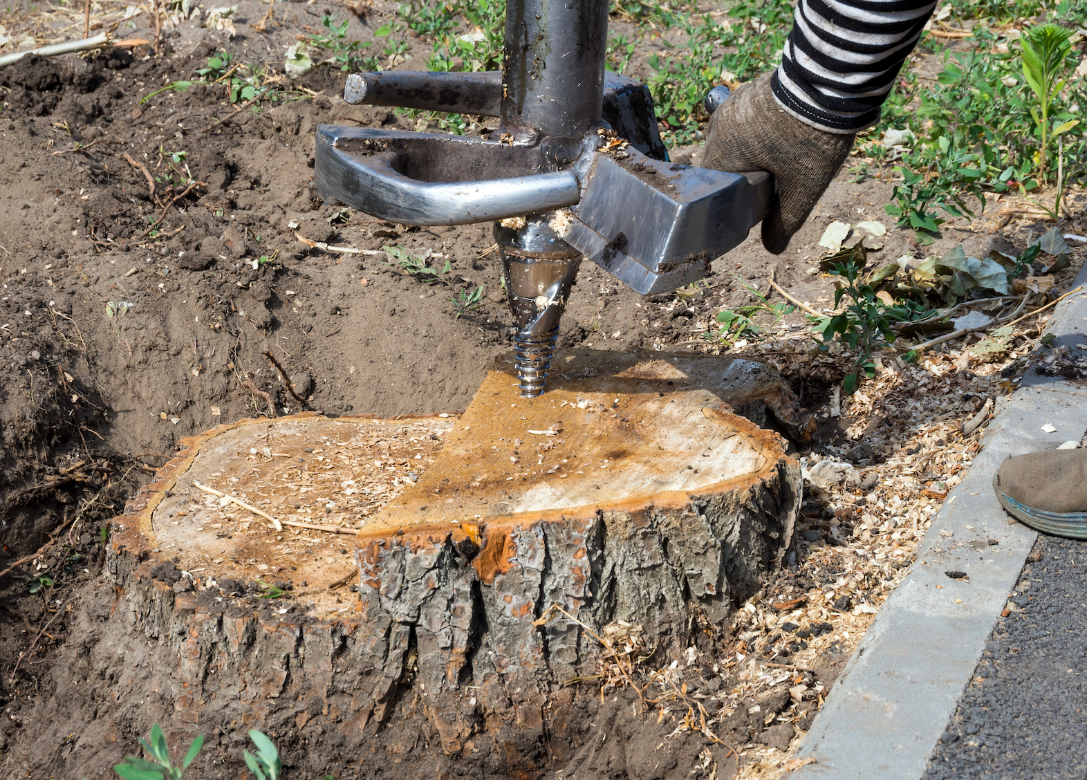 Man grinding the stump by using an equipment