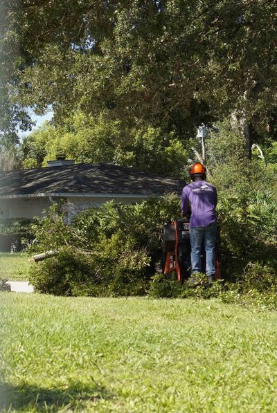 Tree Cutting Service — Tampa, FL — Albert & Ellis Landscaping & Tree Service