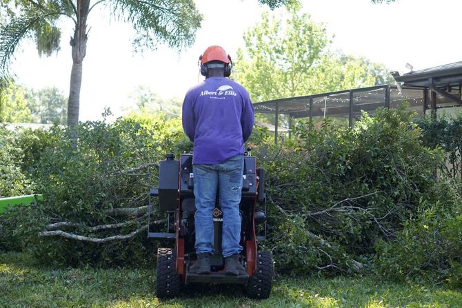 Cutting Of Tree Branches — Tampa, FL — Albert & Ellis Landscaping & Tree Service