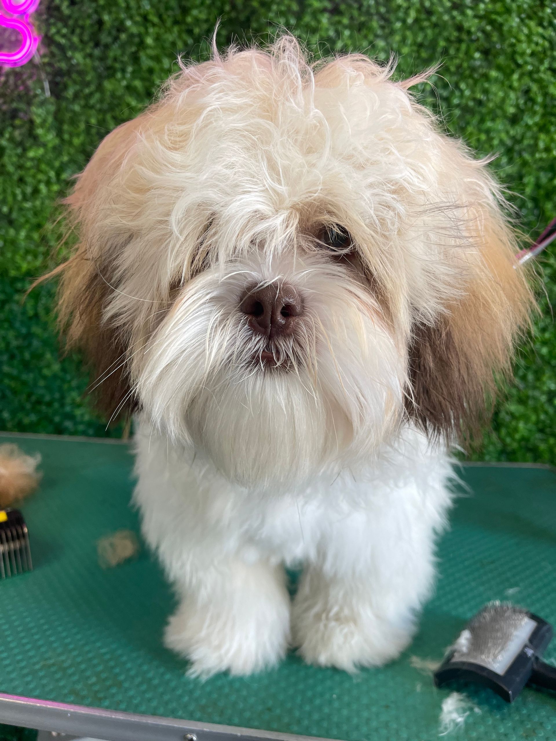 A small brown and white dog is sitting on a green table.