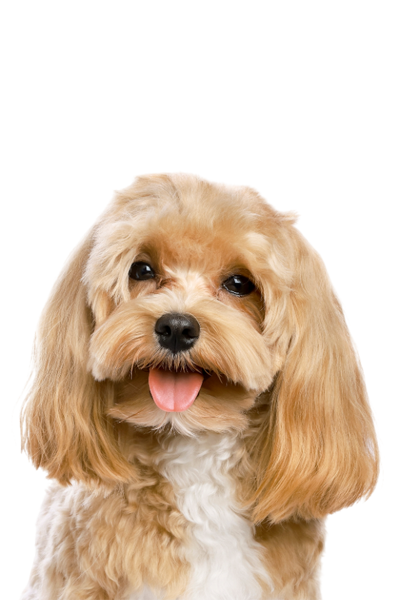 A light brown, long-haired dog looking forward with a friendly, happy expression, tongue out, against a white background.