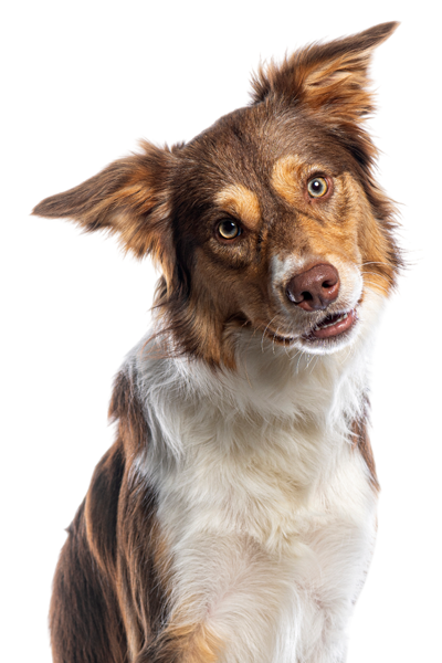 A brown and white dog looking directly at the camera with a tilted head and a curious expression.