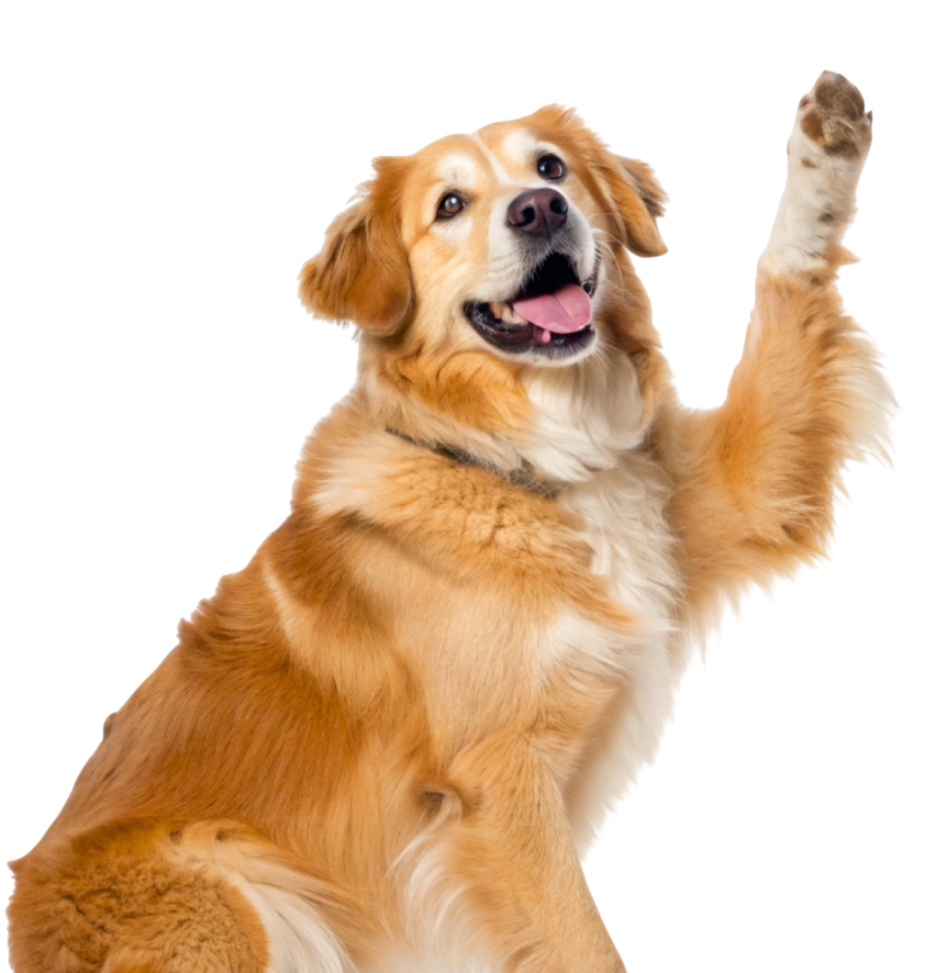 A golden retriever dog sitting and raising one front paw, looking happy with its mouth open.