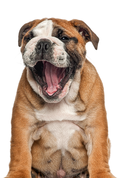 A brown and white bulldog puppy with a wrinkled face sitting and yawning with its mouth wide open against a white background.