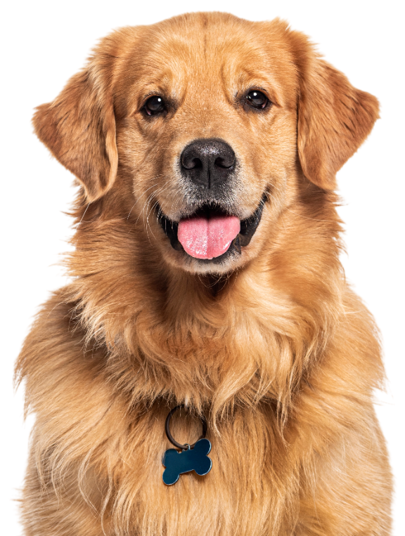 A happy golden retriever with a friendly expression and a blue bone-shaped tag on its collar, set against a white backdrop.