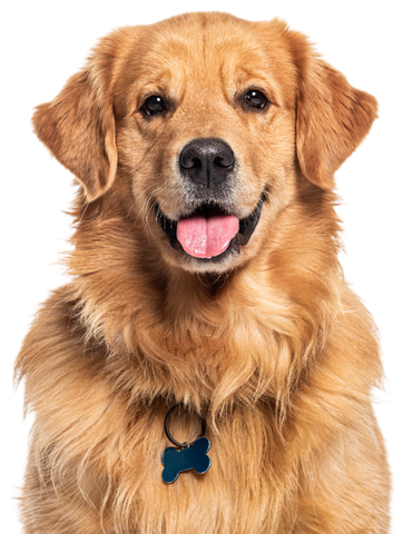 A happy golden retriever with a friendly expression and a blue bone-shaped tag on its collar, set against a white backdrop.