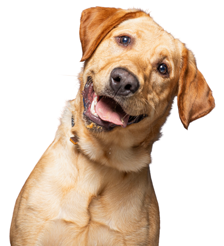 A happy, golden-colored Labrador retriever with its head tilted, looking forward with its mouth open.